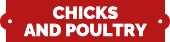 title chicks and poultry