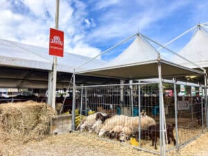 Fiera Agricoltura del Mediterraneo